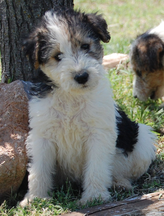 Welcome to Love Dog Things